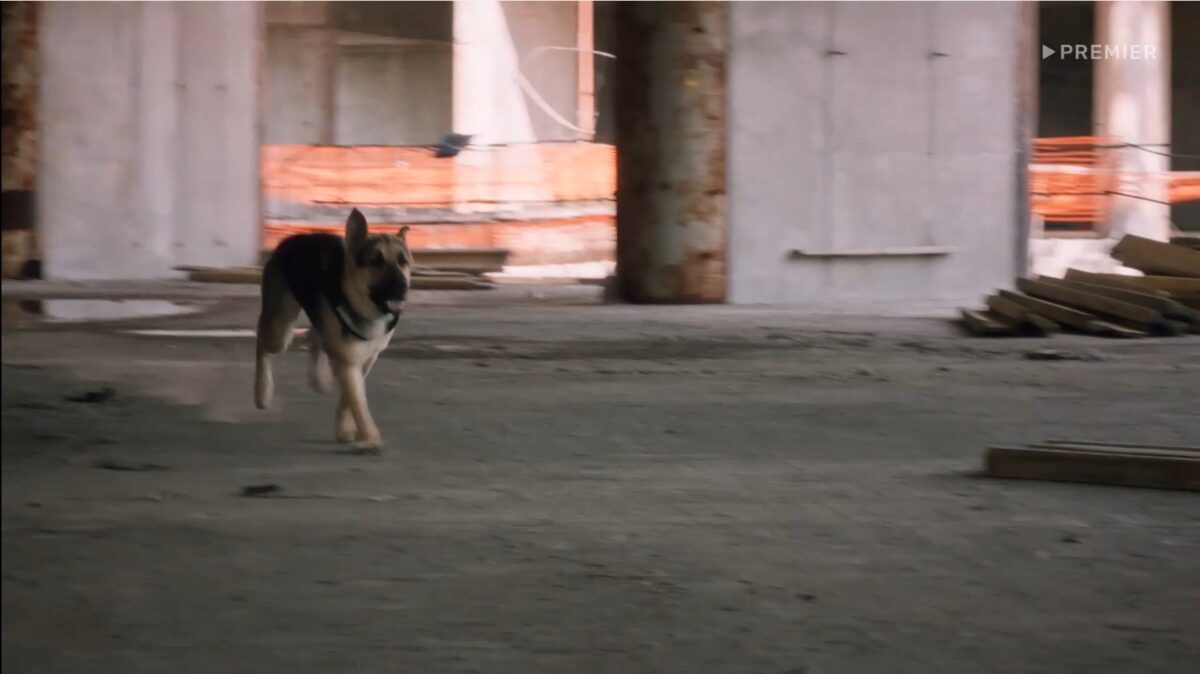 Мухтар. Он вернулся